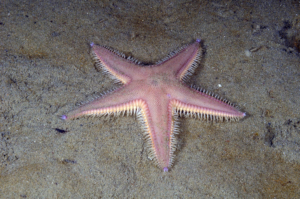 Astropecten irregularis pentacanthus